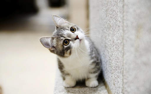 Cats Live Wallpapers screenshot 9