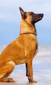 Belgian Malinois New Wallpapers Themes screenshot 2