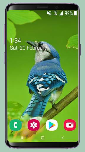 Bird Wallpaper New 4K screenshot 5