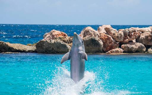 Dolphin Wallpapers HD (backgrounds & themes) screenshot 9