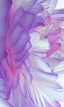Flowers Wallpapers. скриншот 3