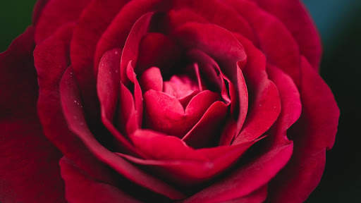 Red Rose Wallpapers screenshot 15