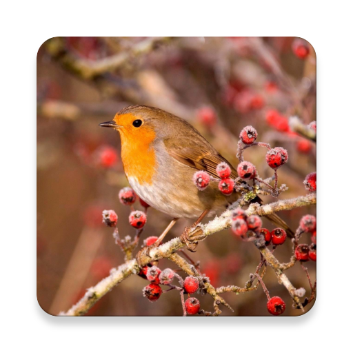 Bird Sounds आइकन