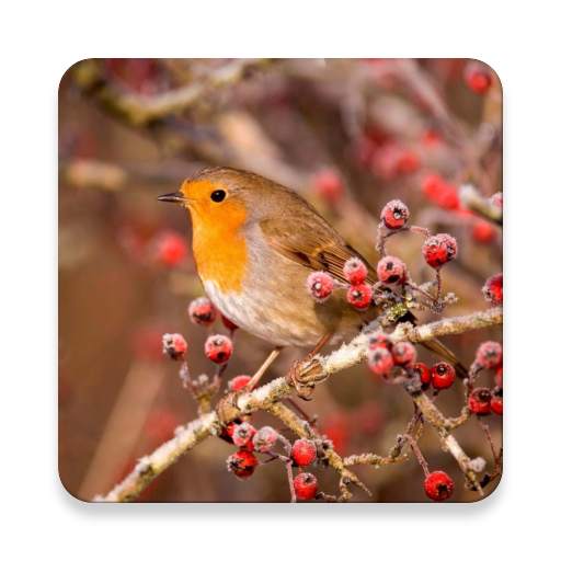 Bird Sounds 1.1.0