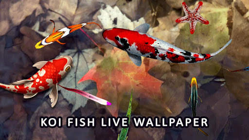 Koi Fish Wallpaper 3D - Water Fish Screensaver 3D screenshot 7