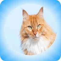 Woof&Meow lite translator logo