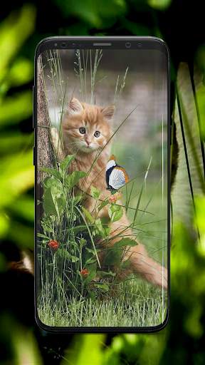 Kitten Wallpaper screenshot 4