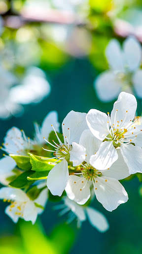 Flowers Wallpapers HD 2021 screenshot 1