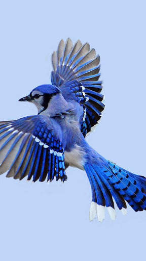 Blue Jay Bird Wallpapers HD screenshot 8