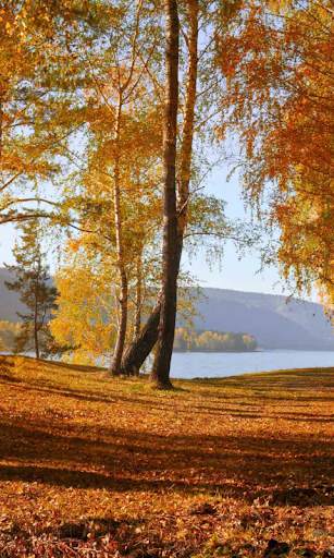 Autumn Wallpaper screenshot 5