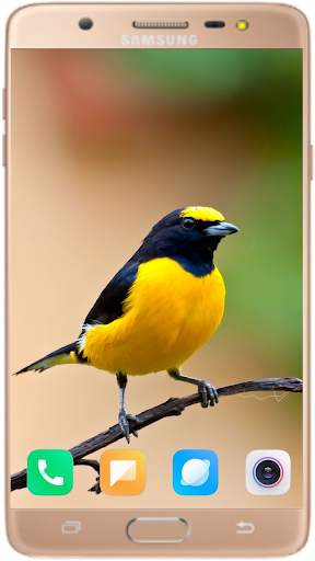 Bird Wallpaper Best HD स्क्रीनशॉट 13