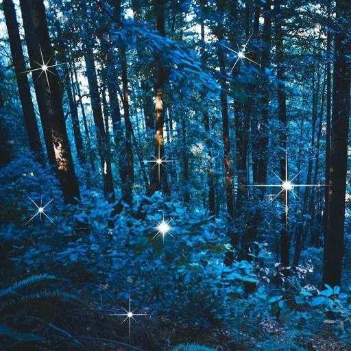 Night Forest Live Wallpaper 1.2