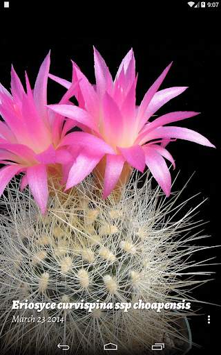 Cactus of The Day screenshot 5