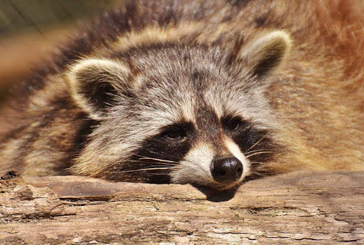 Wild animals wallpapers screenshot 3