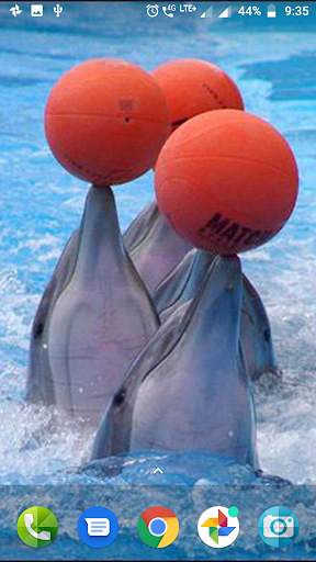 Dolphin Wallpaper Hd screenshot 3