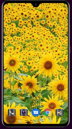 Sunflower Wallpaper 4K Latest स्क्रीनशॉट 2
