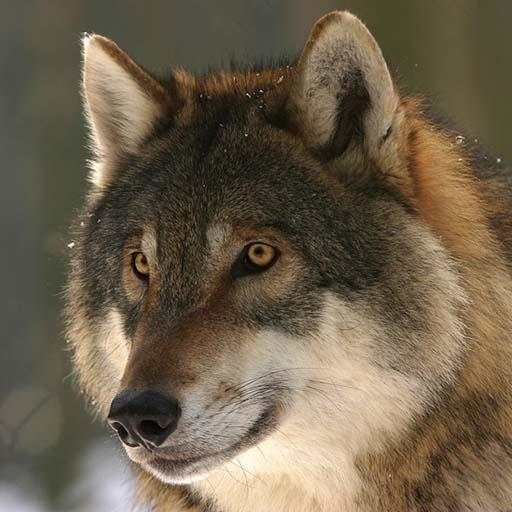 Wolf Sounds - Ringtone,Alarm & Notification Sound 1.4