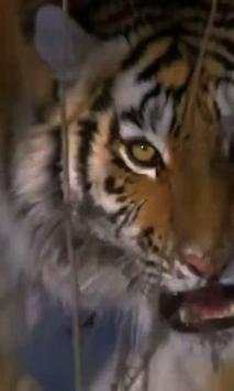 Tiger live wallpaper screenshot 2