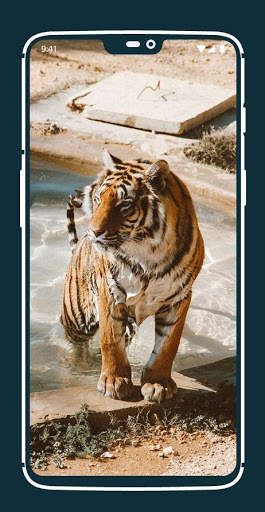 Tiger Wallpapers screenshot 6