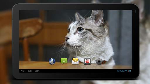 4K Cute Cat Video Live Wallpaper screenshot 6