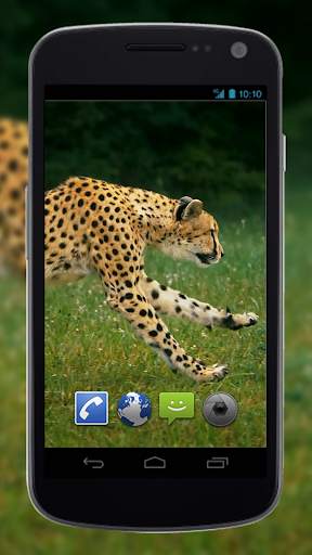 4K Cheetah Sprint Live Wallpaper screenshot 3