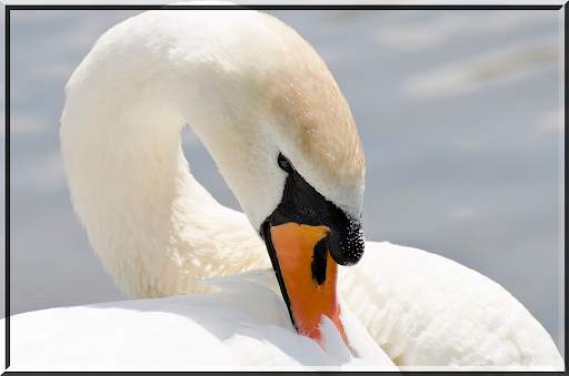 Birds Jigsaw Puzzles स्क्रीनशॉट 5