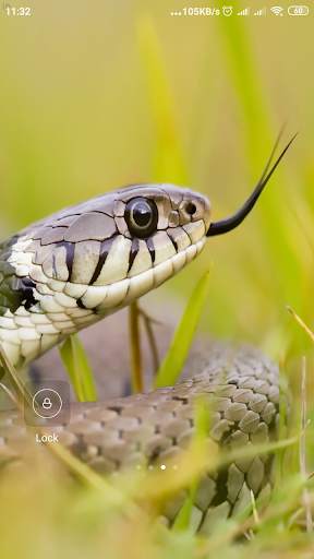 Snake Wallpaper screenshot 8