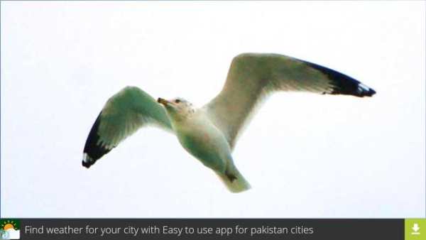 Don Gull Wallpapers screenshot 3