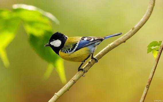 3D Bird Sound screenshot 3