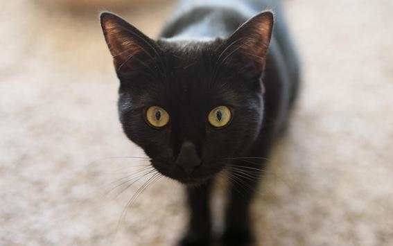 Black Cat Live Wallpaper screenshot 5