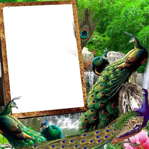 Peacock Insta DP 3 تصوير الشاشة