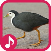 White breasted waterhen Sound icon