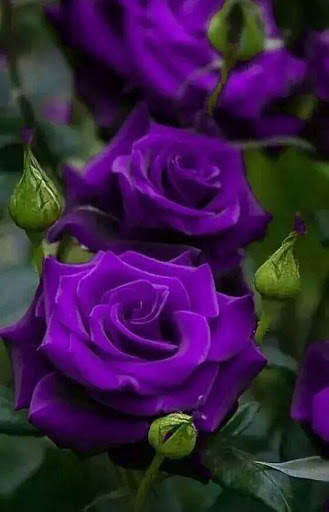 Flowers HD Wallpapers, Colorful live Roses 4K screenshot 22