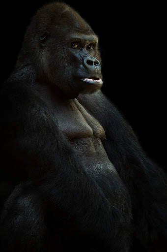 Black Wallpapers screenshot 7
