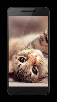 Pet Videos screenshot 1