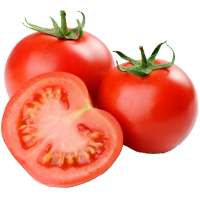 Pests and Diseases of Tomato on 9Apps