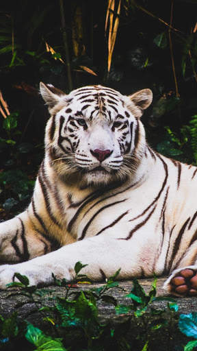 Cute Animal APUS Live Wallpaper screenshot 7