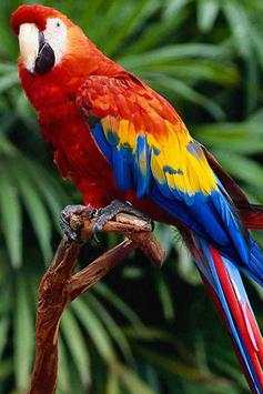 Birds Wallpaper screenshot 17