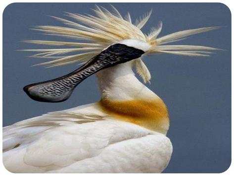 The most beautiful birds in the world screenshot 8