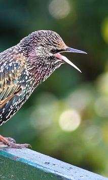 Starling Wallpapers screenshot 3
