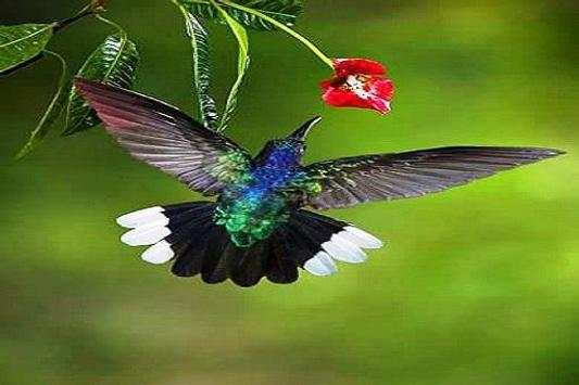 Birds Jigsaw Puzzles screenshot 1