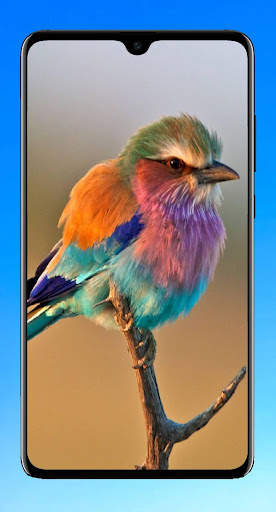 Bird Wallpaper HD screenshot 3