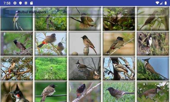 Bulbul Wallpapers screenshot 14