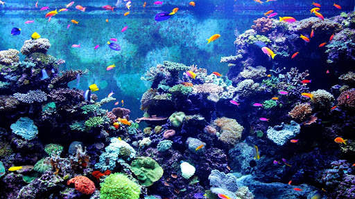 Aquarium Live Wallpaper - backgrounds hd screenshot 8