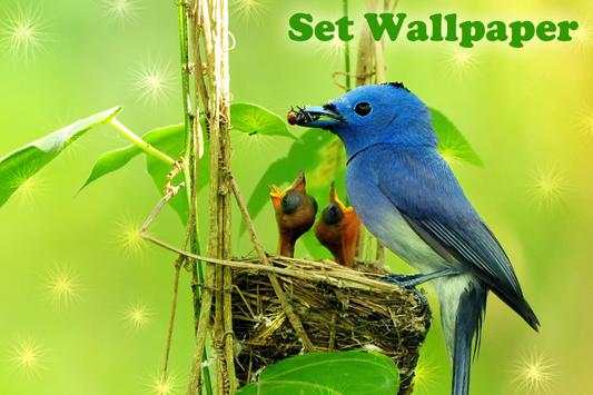 Birds Live Wallpaper स्क्रीनशॉट 4