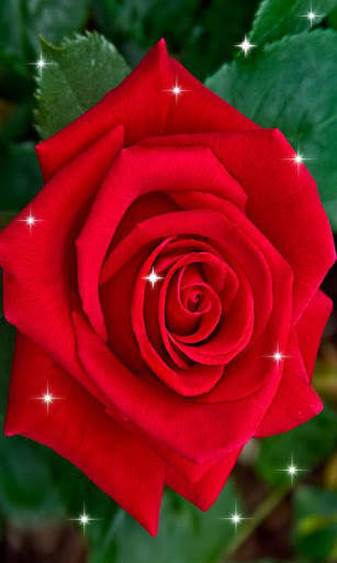 Rose Live 3D Wallpaper screenshot 2