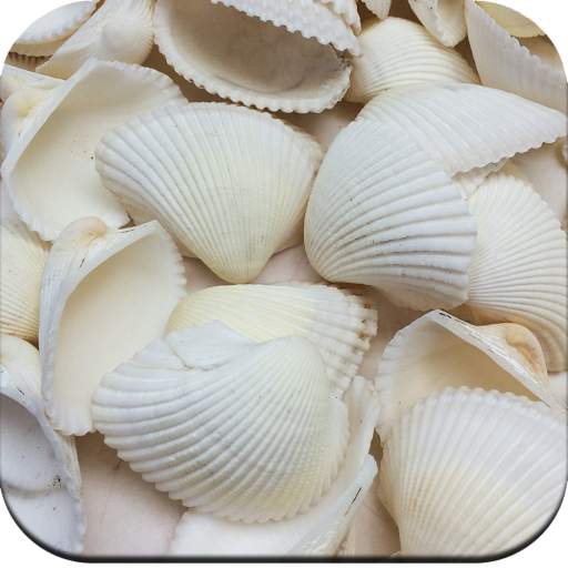 Seashell Wallpaper HD 1.06