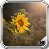 Sunflower Wallpaper icon