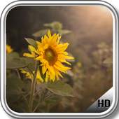 Sunflower Wallpaper 1.5