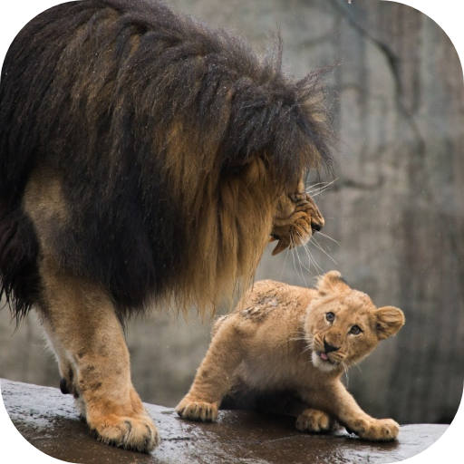 Lion Video Live Wallpaper أيقونة